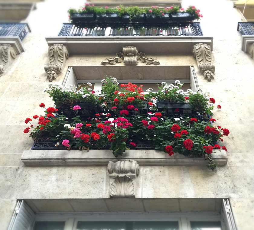 Gorgeous geraniums in the Montparnasse neighborhood.